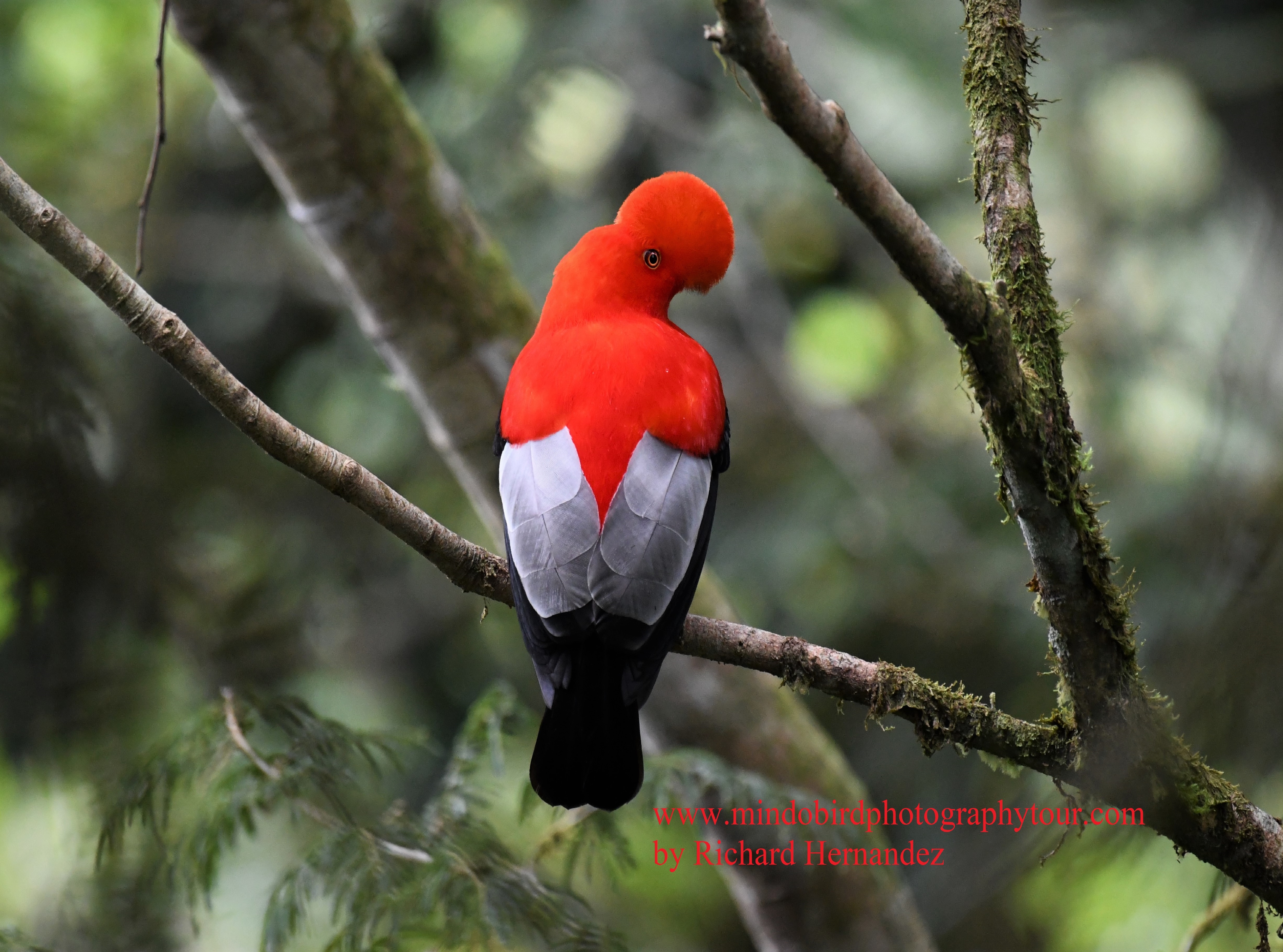 andeancockoftherockbird-mindobirdphotographytour