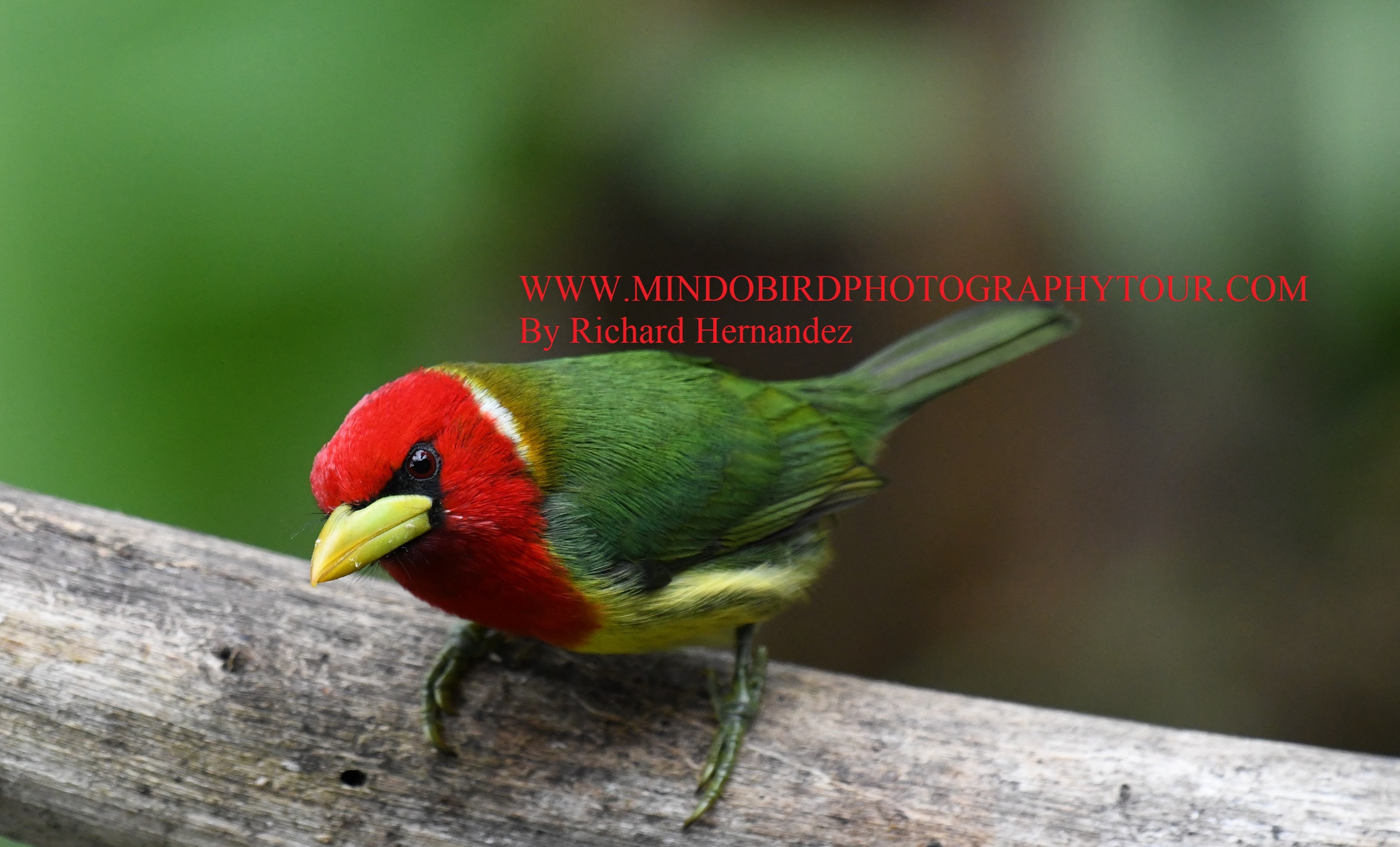 mindo guided birding tour