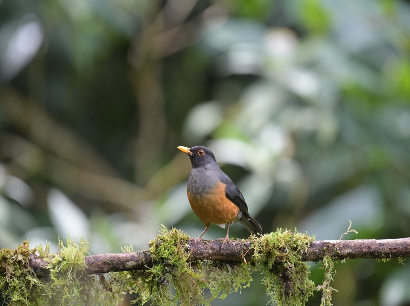 chestnutbelliedthrush