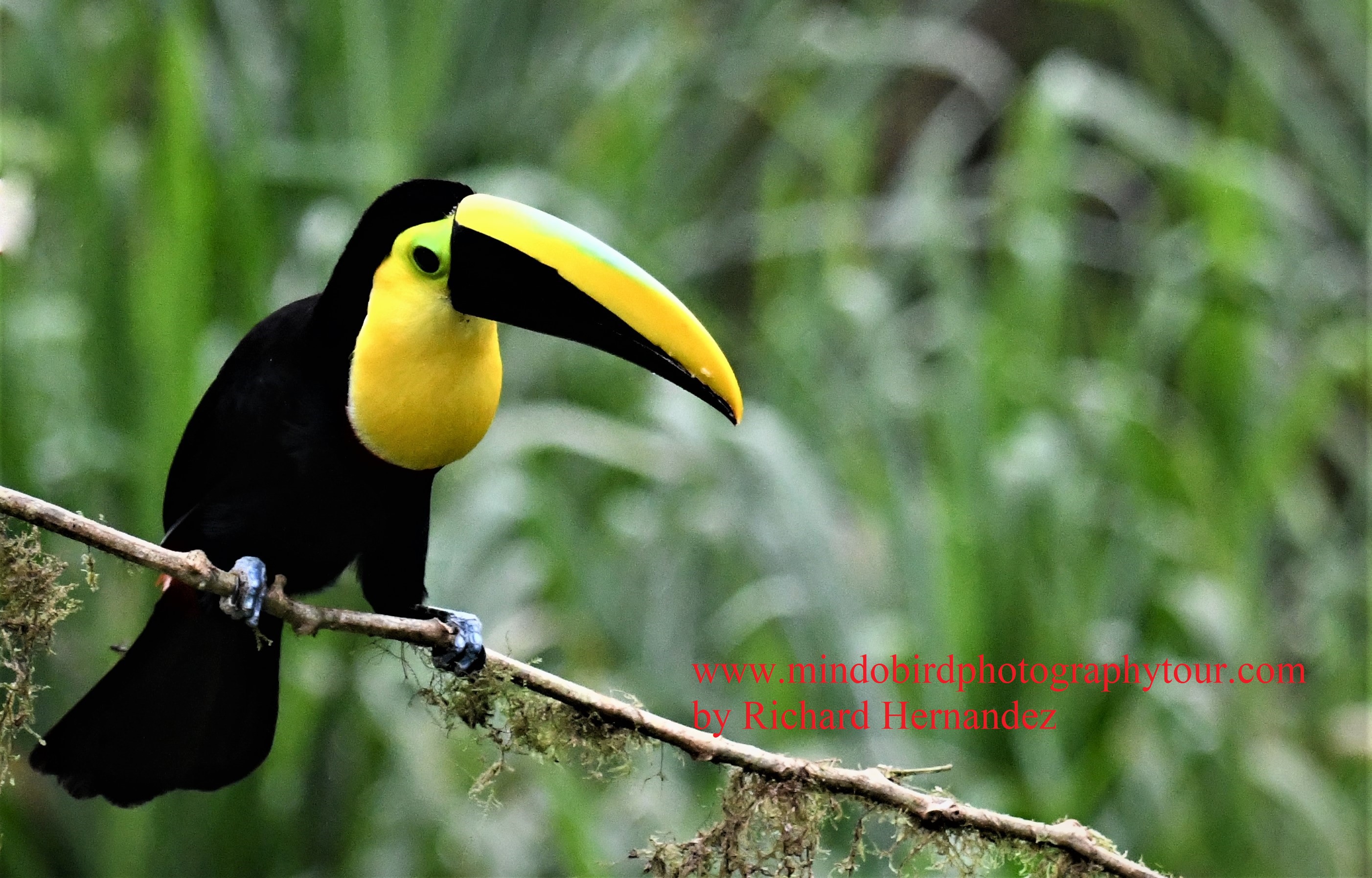 choco-toucan-mindobirdphotographytour