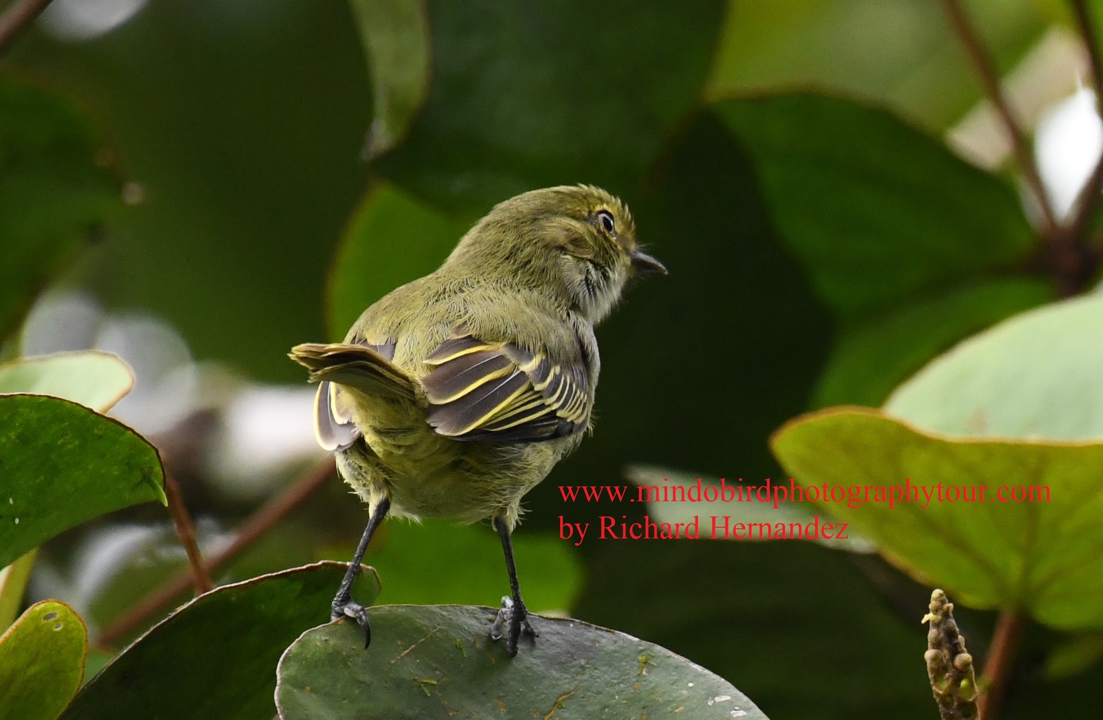 choco tyrannulet mindo