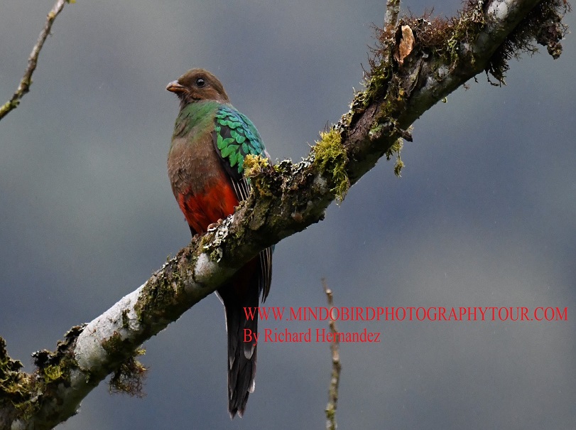 goldenheadedquetzal