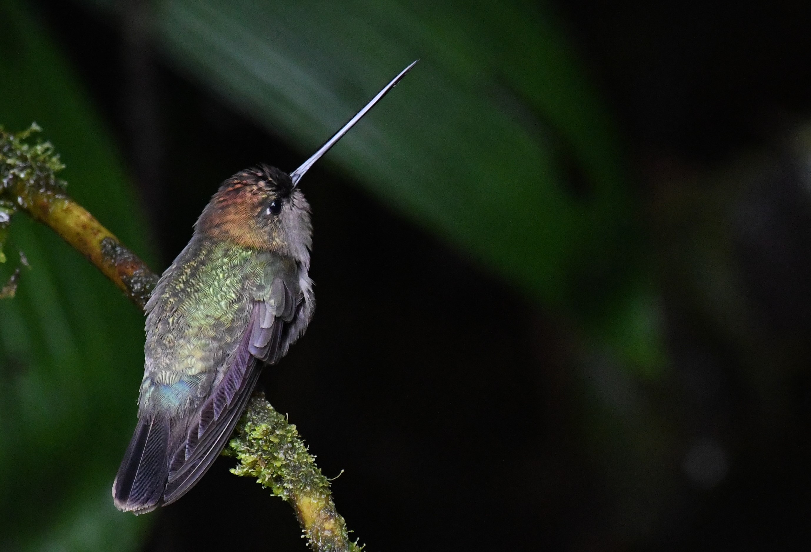 mindo hummingbirds photo tour