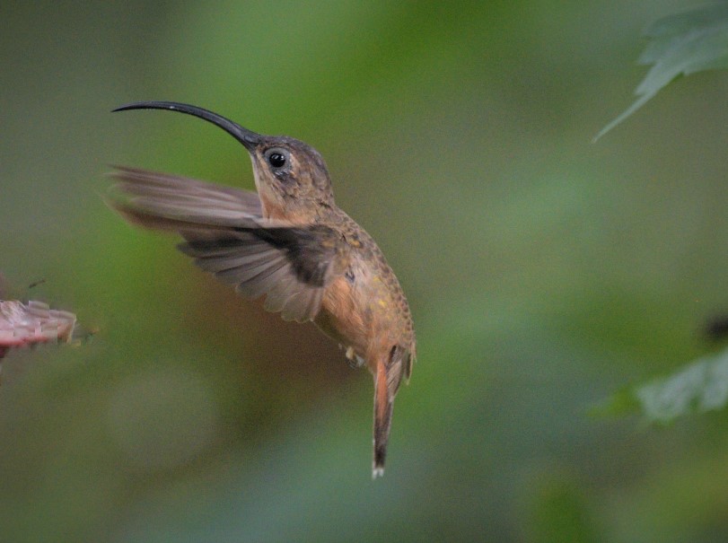 mindo hummingbirds photo tour