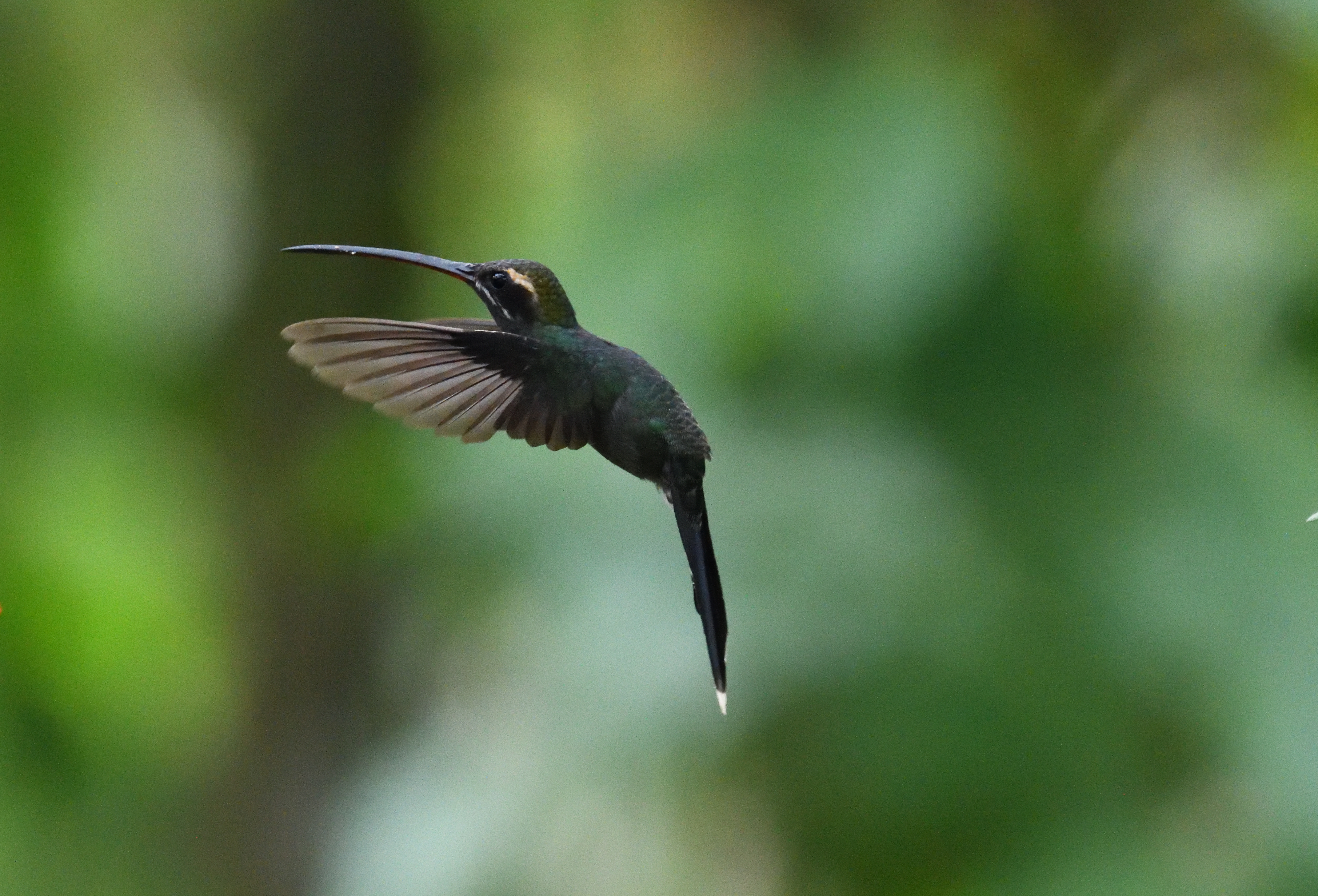 hummingbirds of mindo