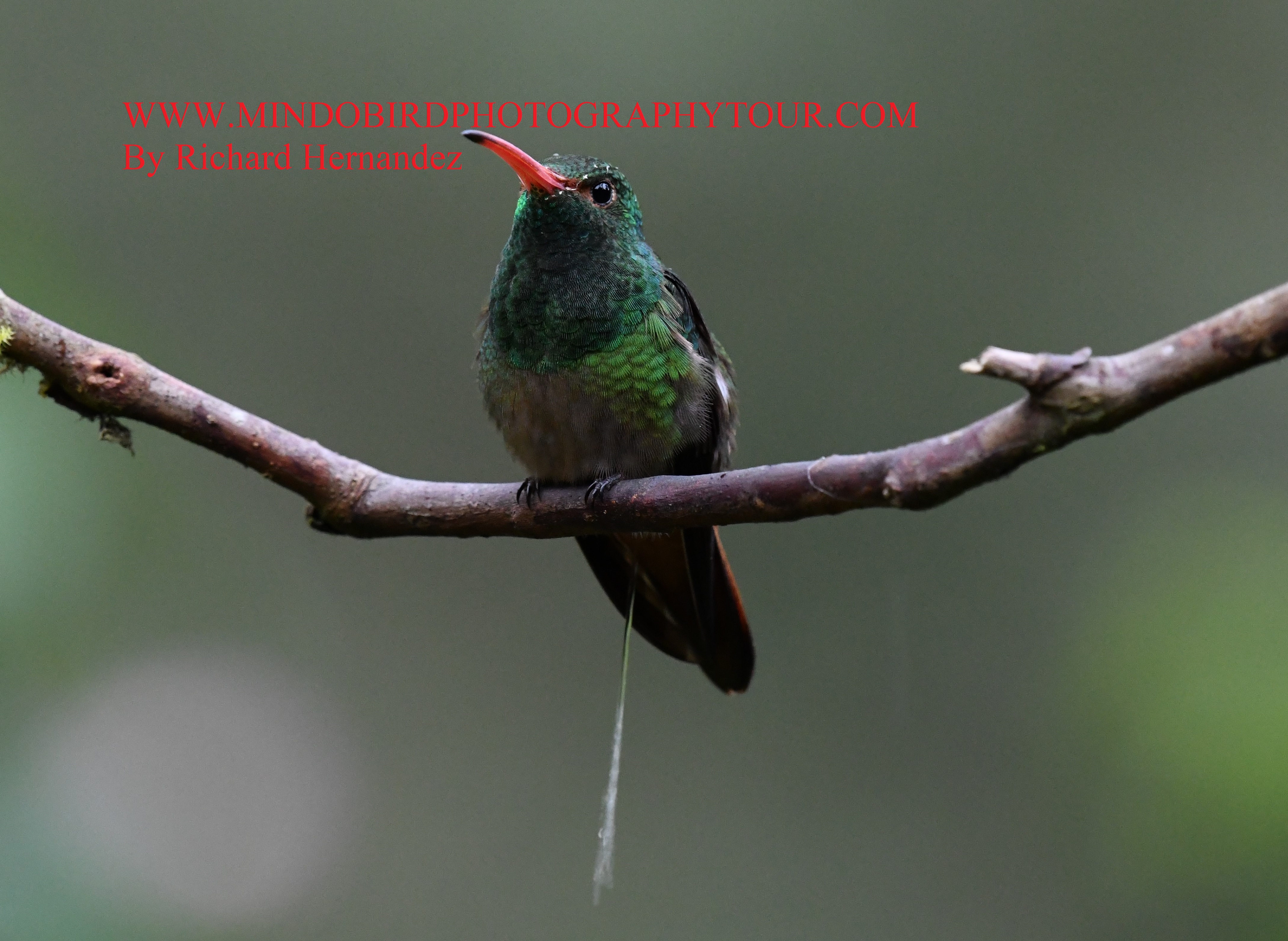 hummingbirds of mindo