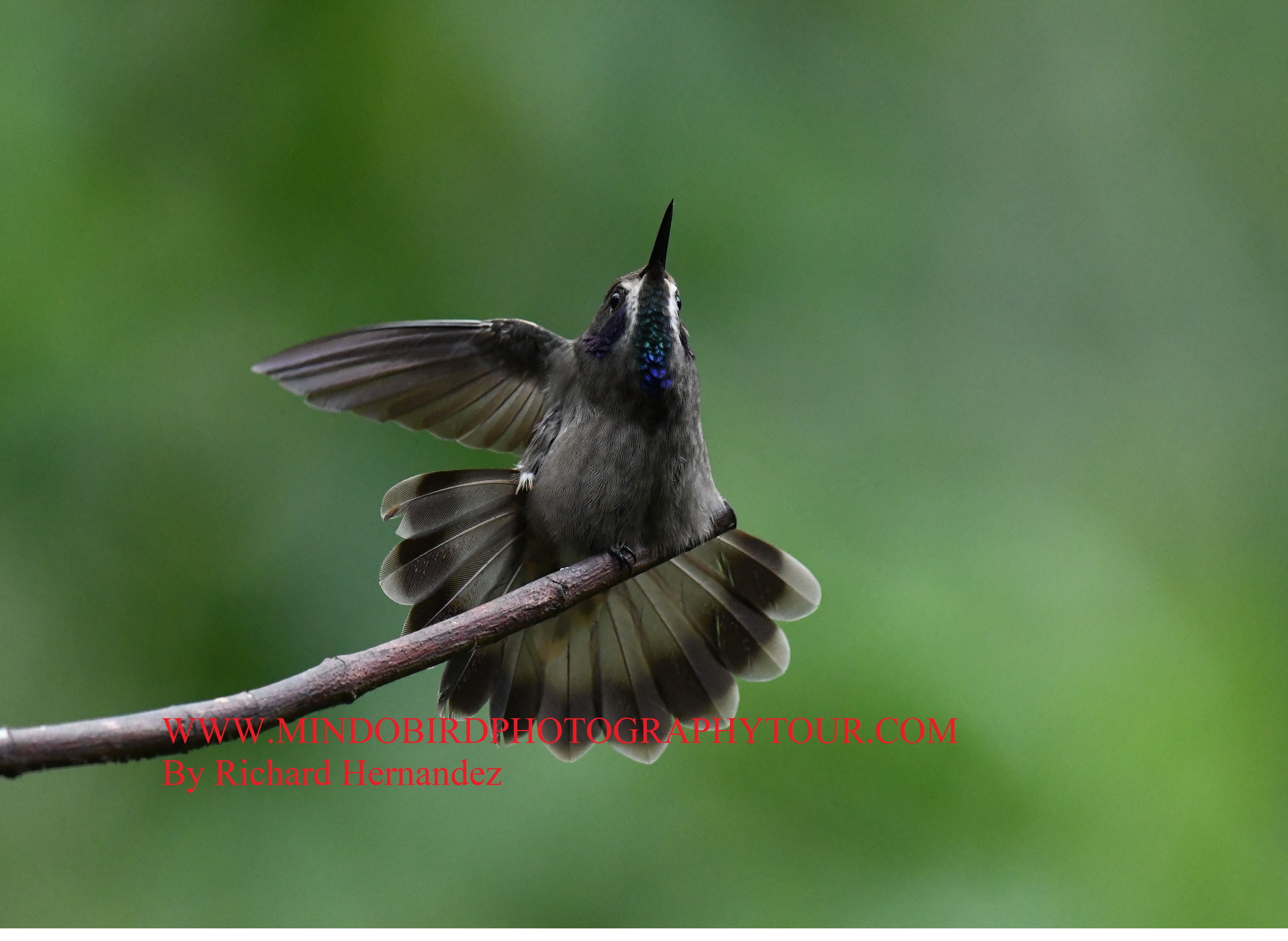 hummingbirds of mindo