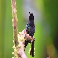 ecuador-birds-tour